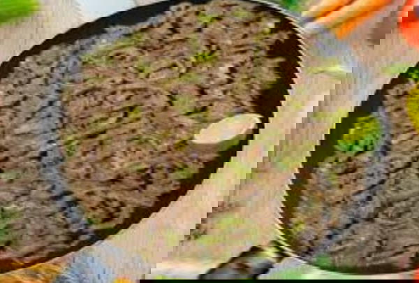 كيلو كبدة اسكندراني  Image 1 Preview