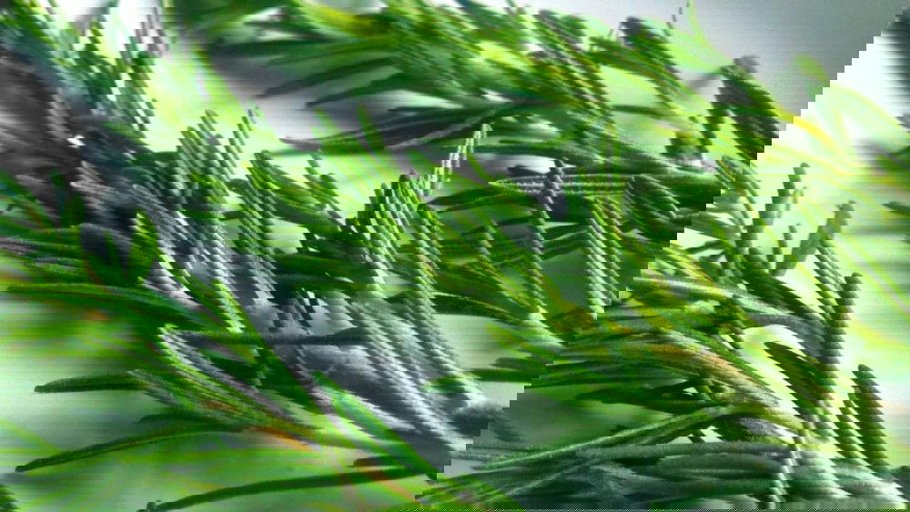 زعتر Preview Image