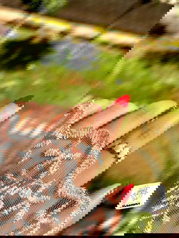 خاتم صدف ستانليس بيور  Image 4 Preview