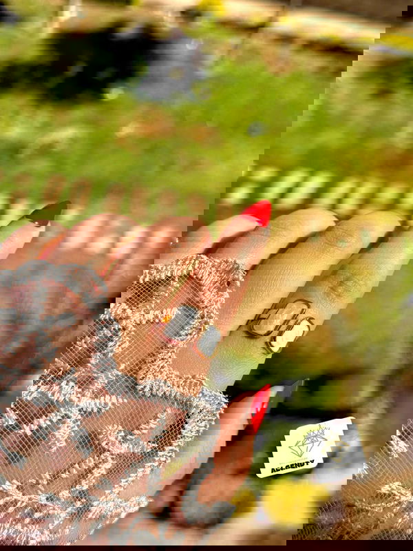 خاتم صدف ستانليس بيور عيار ٣١٦  Image 2 Preview
