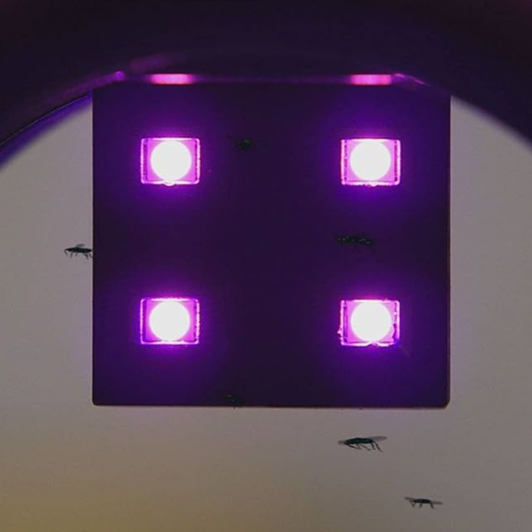 قانصة الحشرات الكهربائية Image 6 Preview