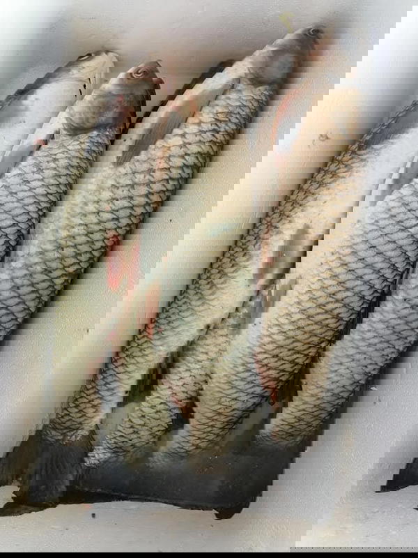 سمك غريب اقل وزن ( كيلوين)  Image 1 Preview