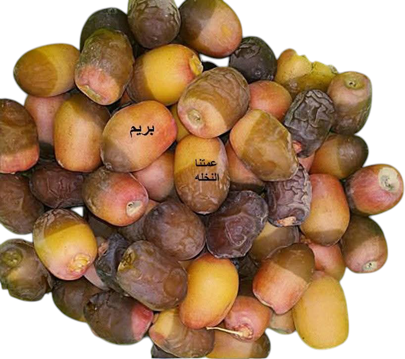 تمر بريم Preview Image