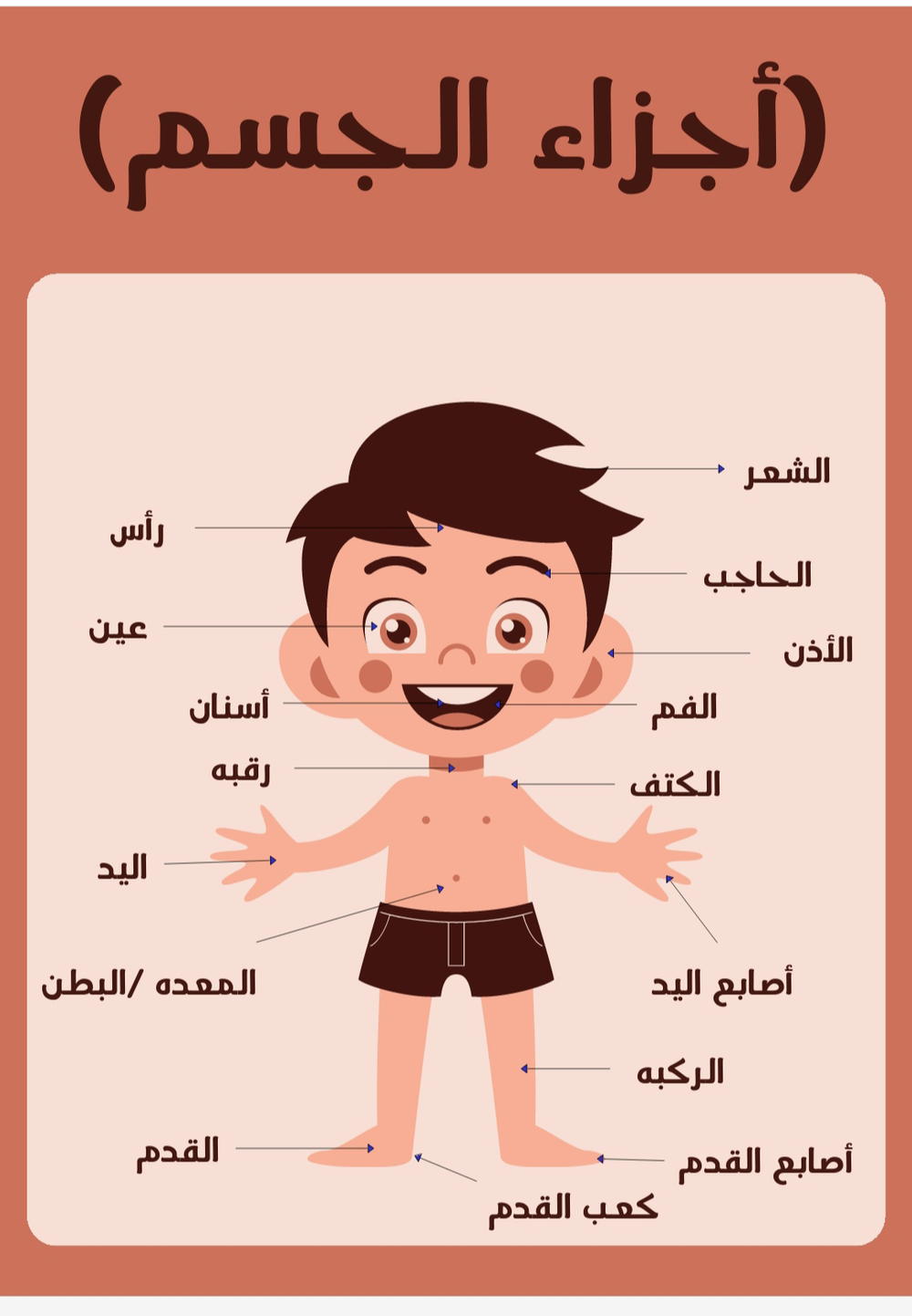 اجزاء الجسم عربي Preview Image
