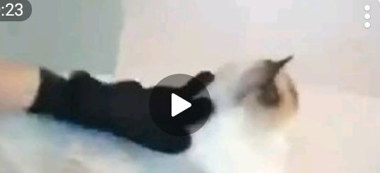 جوانب العنايه بالحيوانات Preview Image