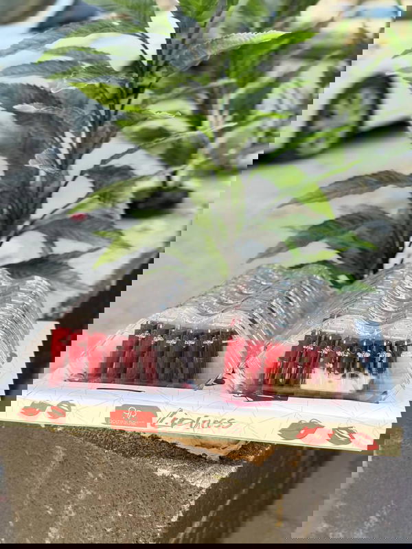 حومرة 6 قطع  Image 1 Preview