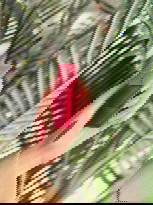 حومرة بتجنن بديلة ميبلين  Image 2 Preview