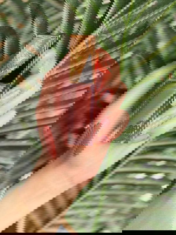 حومرة بتجنن بديلة ميبلين Image 2 Preview