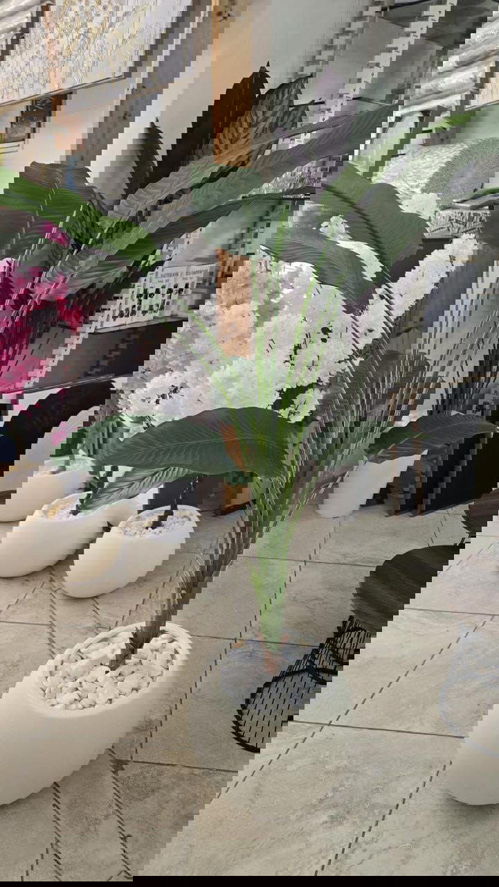 شجر موز Preview Image