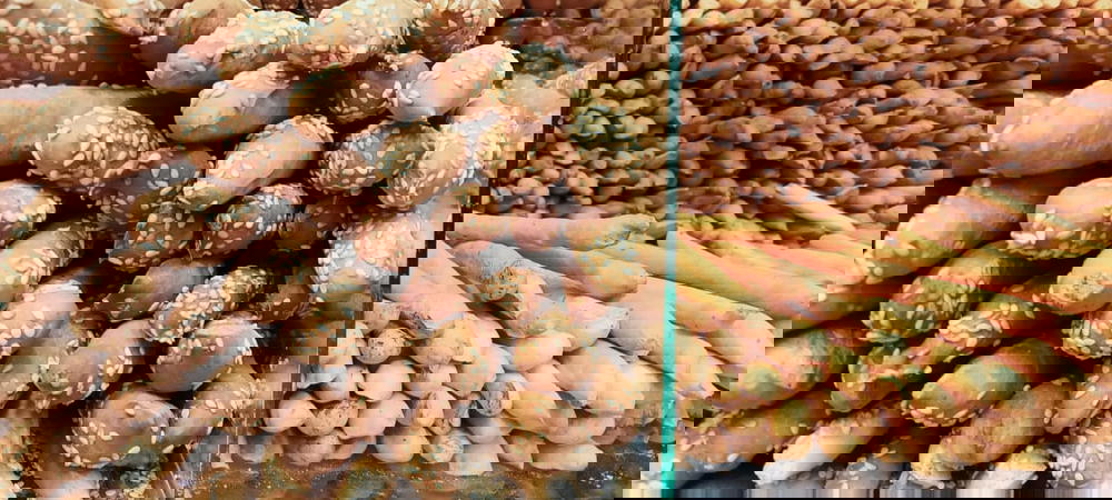 بقسماط سمسم  Preview Image