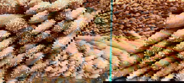 بقسماط سمسم  Image 1 Preview