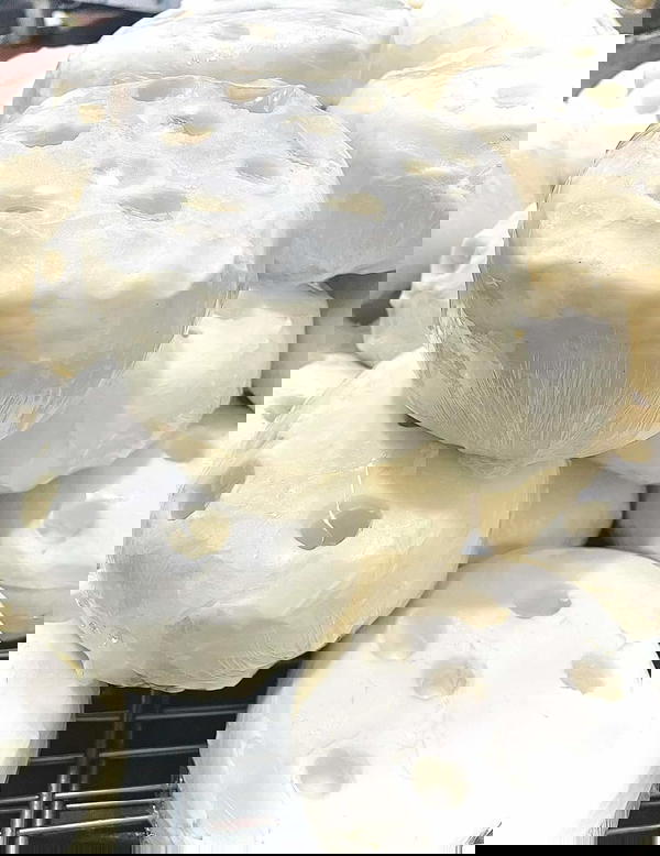 مزرعة عمر ذبده بلدى جاموسي Image 1 Preview