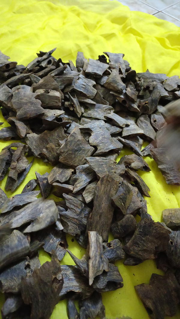 خشب عود كينام طبيعي تربل ودبل  Image 1 Preview