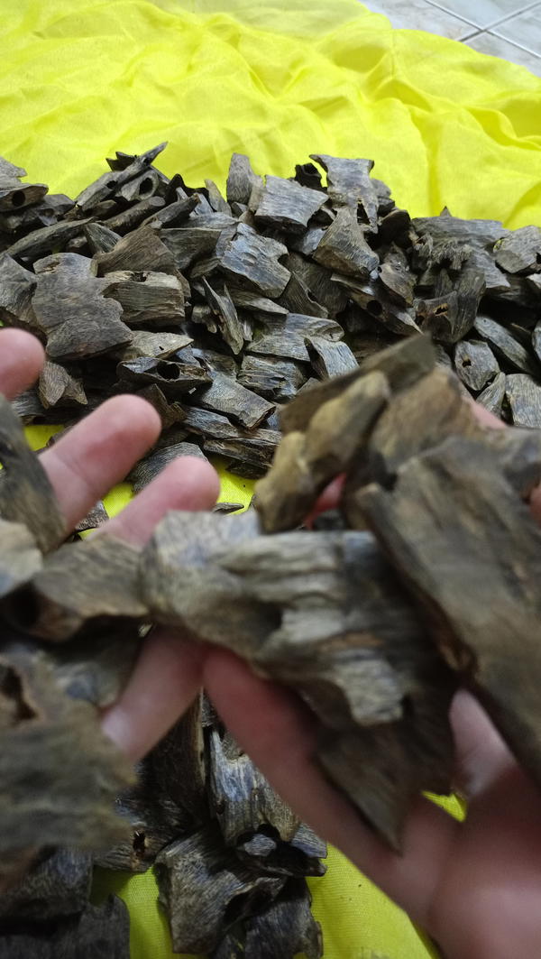 خشب عود كينام طبيعي تربل ودبل  Image 2 Preview