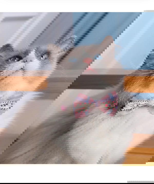 فيونكة Image 1 Preview