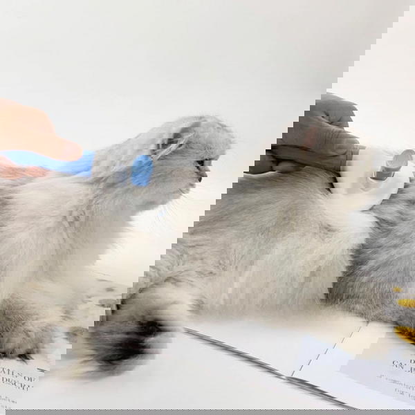 مشط  Image 4 Preview