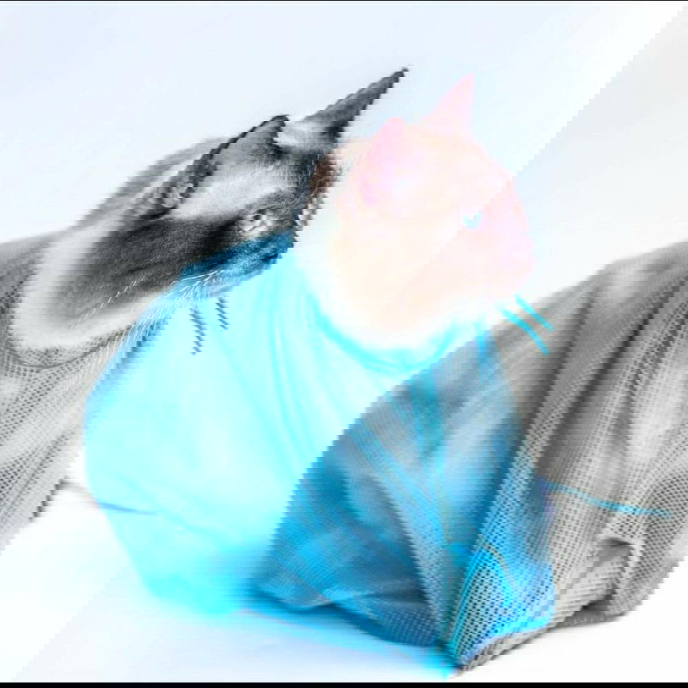 شبكة السيطره على القط Preview Image