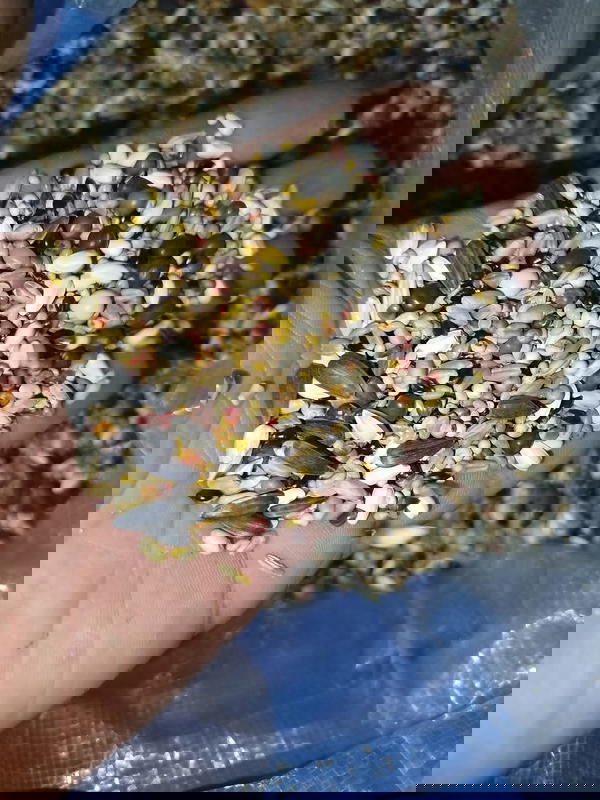 طعام طيور  Image 1 Preview