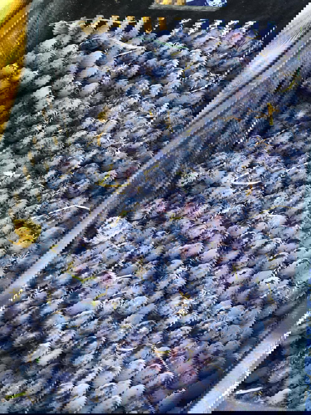 عنب اسود  Preview Image