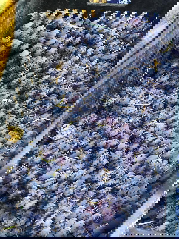 عنب اسود  Image 1 Preview