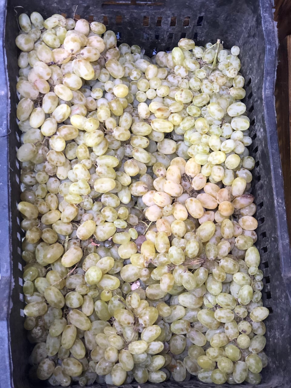 عنب حلواني Preview Image