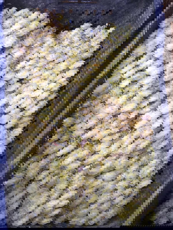 عنب حلواني Image 1 Preview