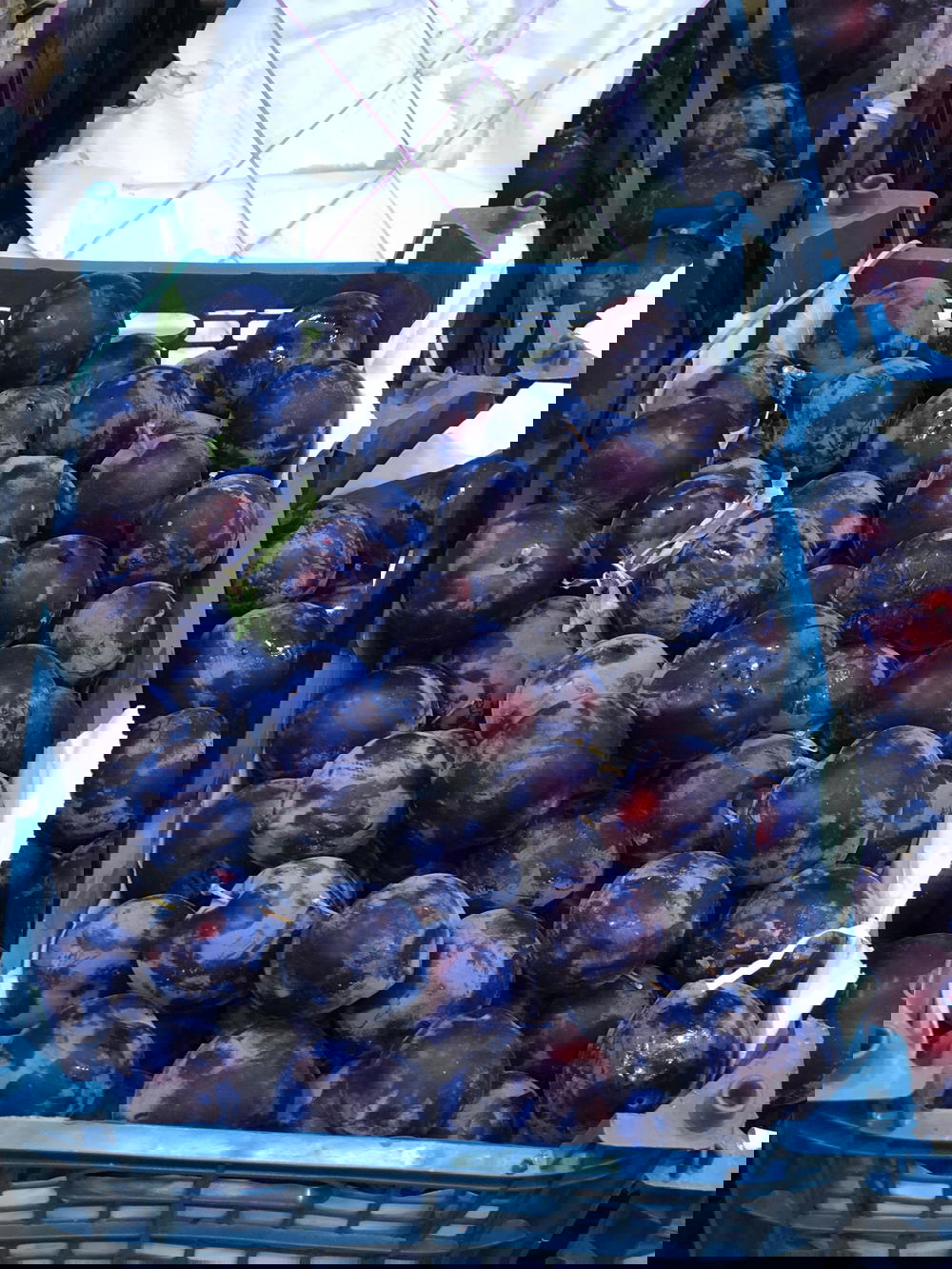 عنجاص Preview Image