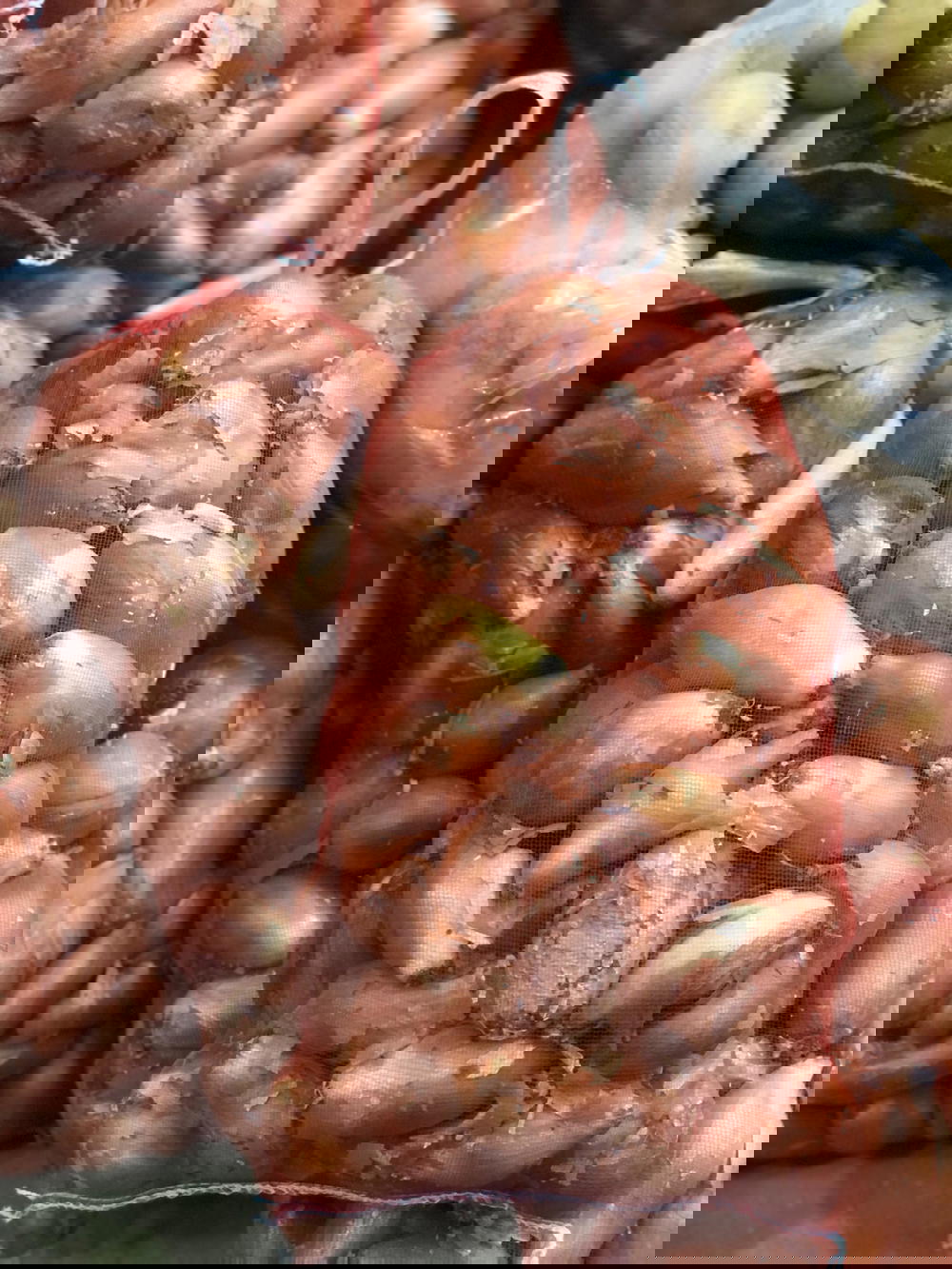 بصل Preview Image