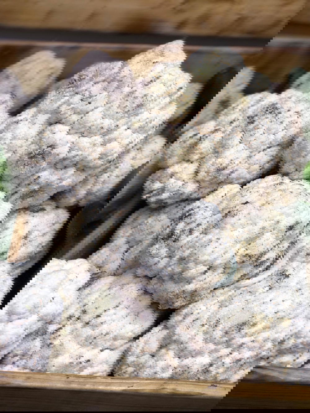 قرنابيط Preview Image