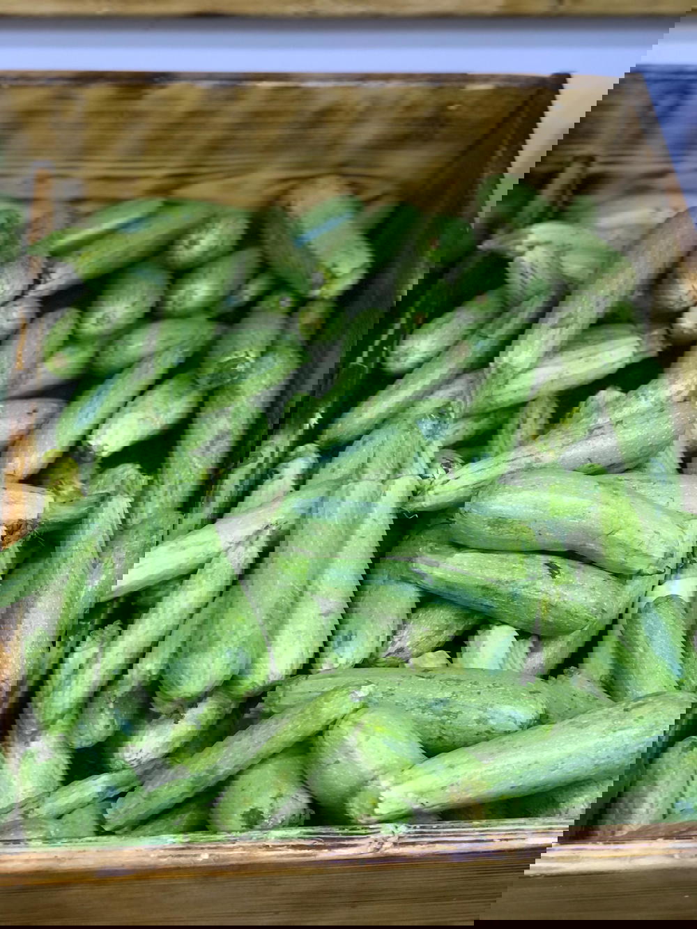 شجر  Preview Image