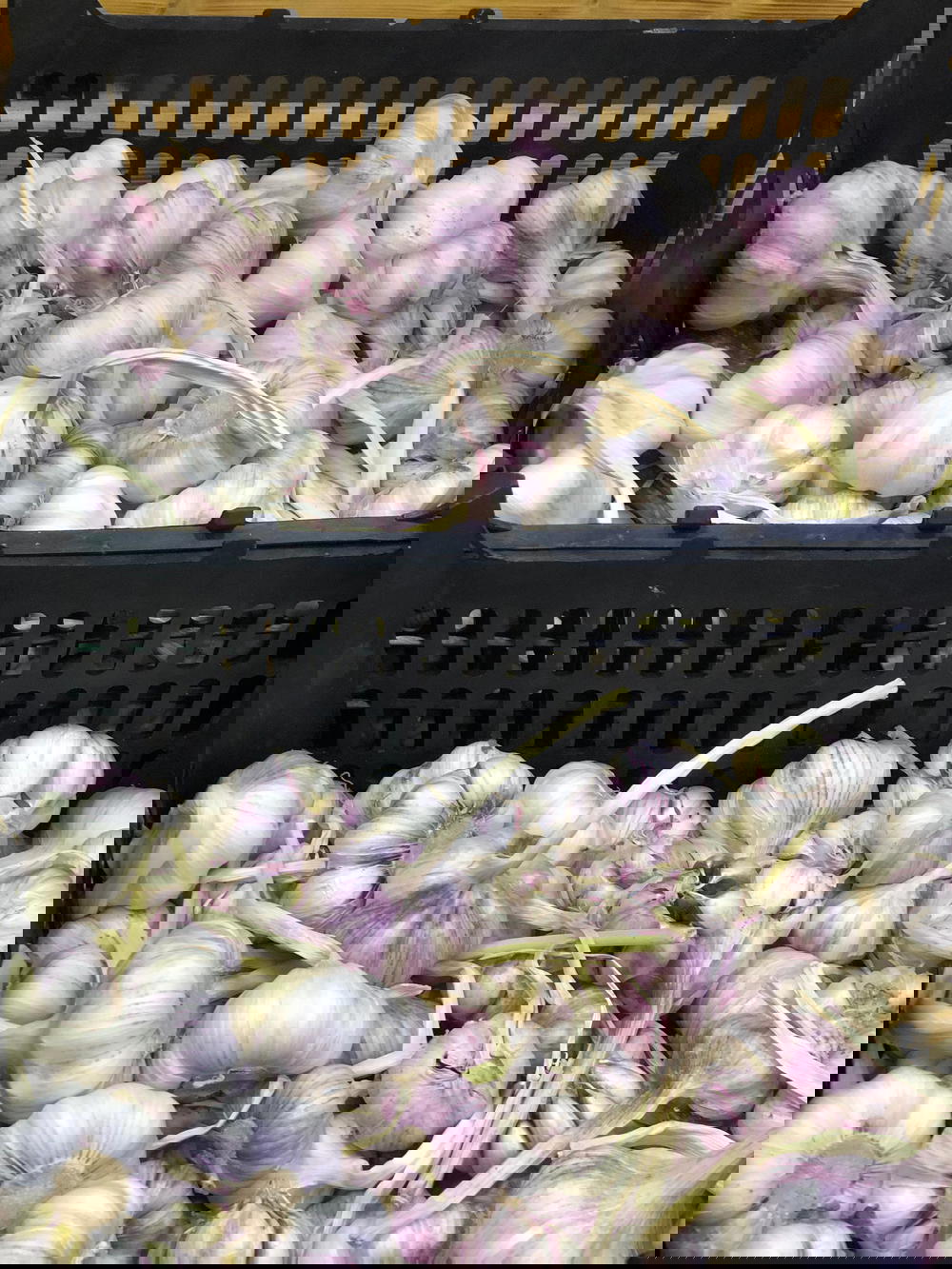 ثوم Preview Image