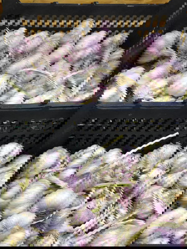 ثوم Image 1 Preview