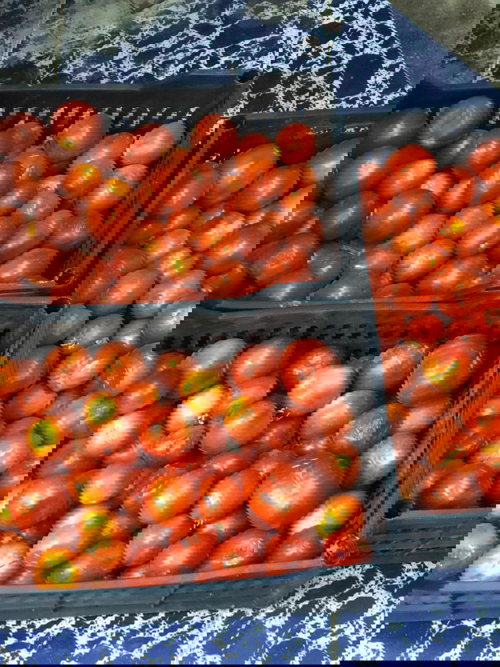 طماطه  Preview Image