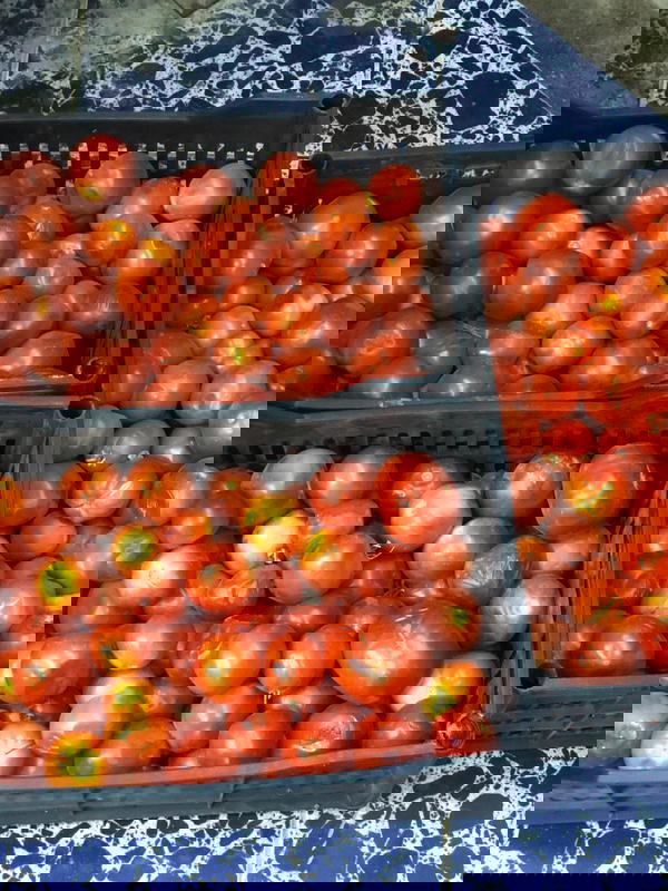 طماطه  Image 1 Preview