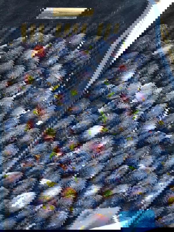 تين Image 1 Preview