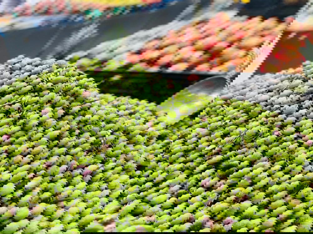 زيتون وسط Preview Image