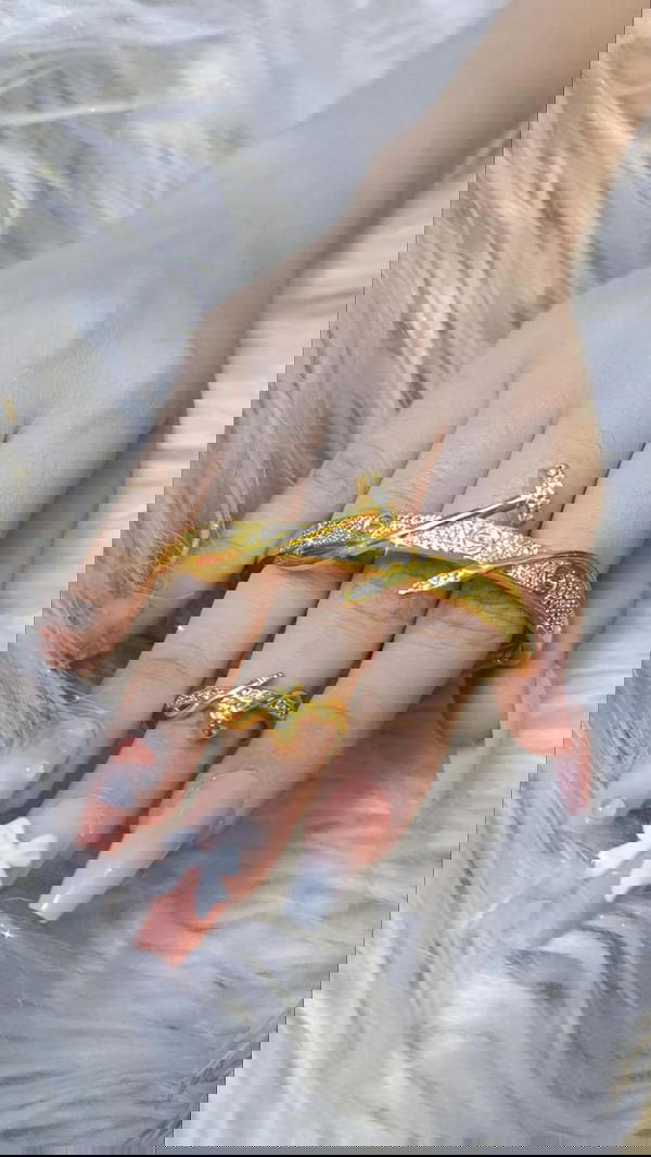 اساور جولد  Image 4 Preview