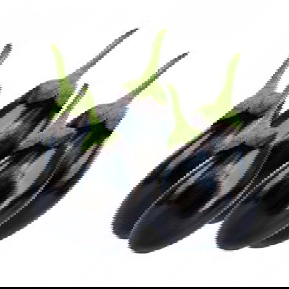 بزنجان رومي  Preview Image