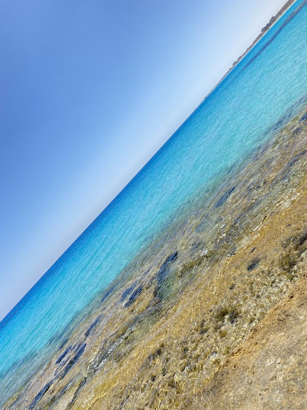 Bolero Mesh top Image 3 Preview