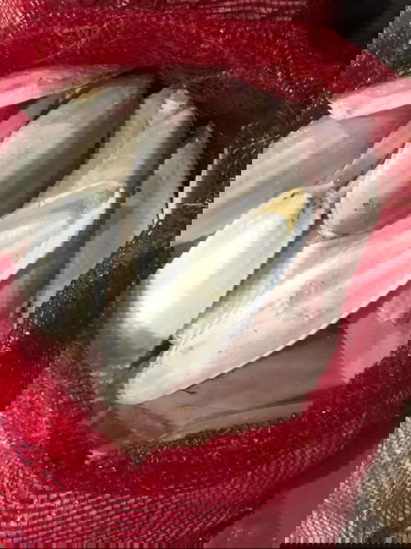 محار عصافير كيس Image 2 Preview
