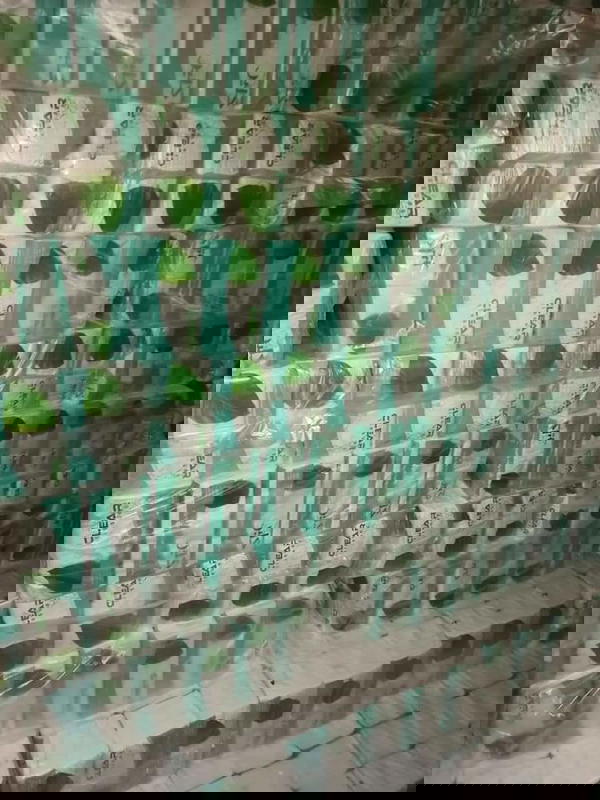مناديل سحب كلير ٥٥٠  Image 4 Preview