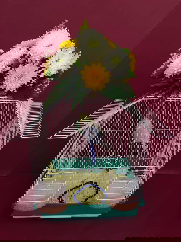 قفص بعصفورتين+مسقي و٢أكالة ووقافة Image 1 Preview