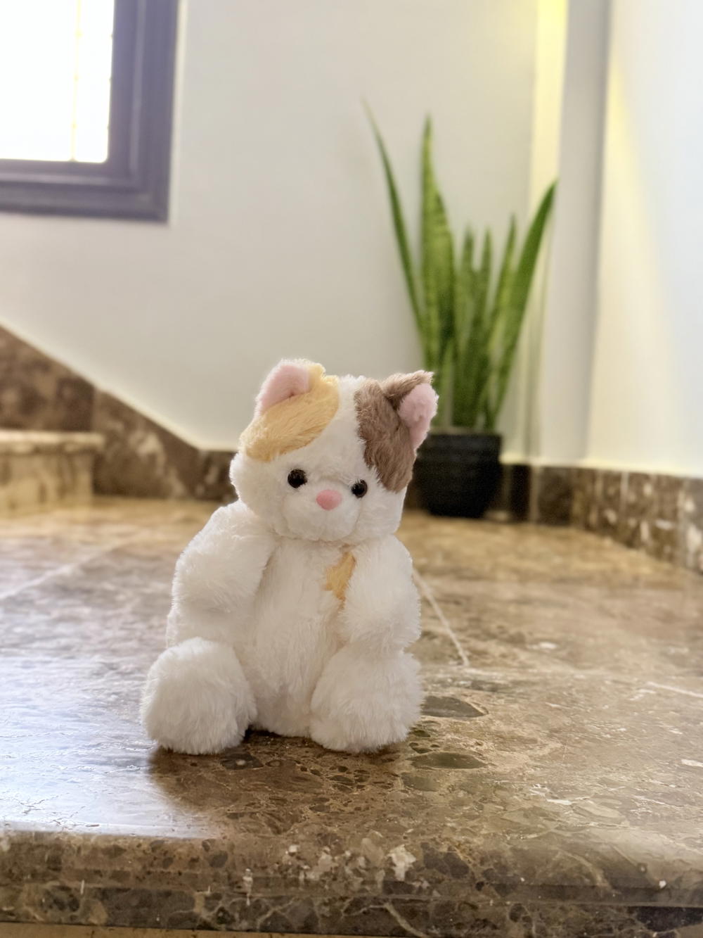 Sitting fluffy cat Preview Image