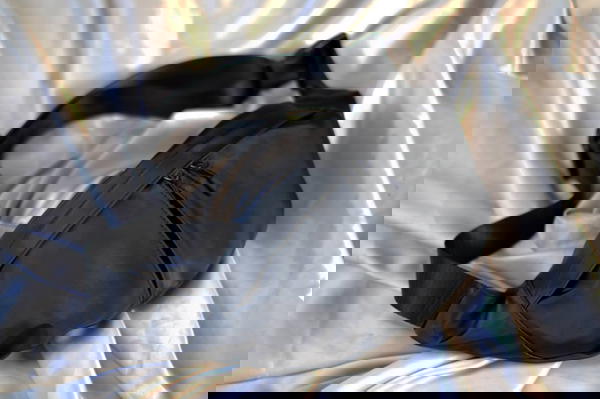 شنط كروس وتر بروف Image 2 Preview