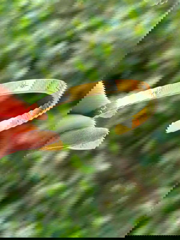 اسورة Image 3 Preview