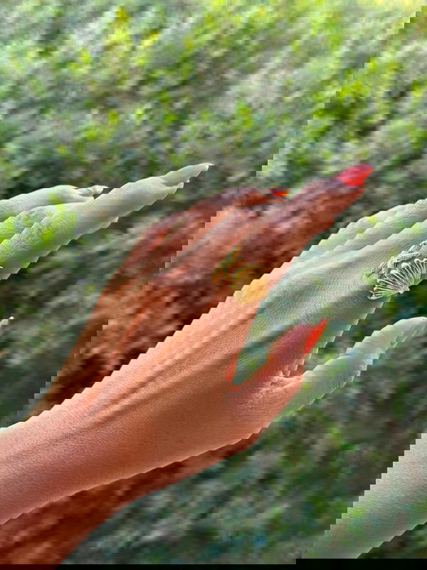 خاتم فرى سايز  Image 1 Preview