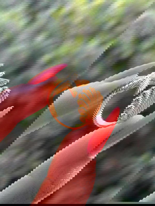 خاتم فرى سايز  Image 2 Preview