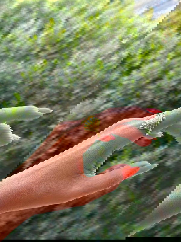 خاتم فرى سايز  Image 3 Preview