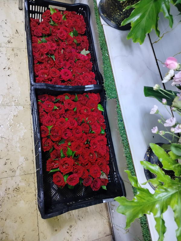 سنتربيز  Image 1 Preview