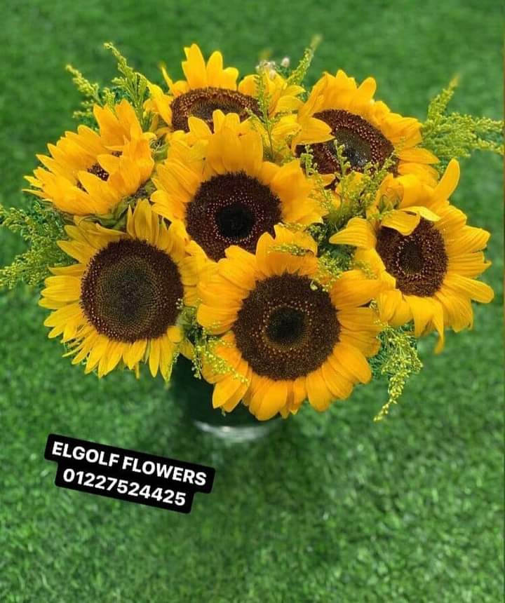 Sunflower Preview Image